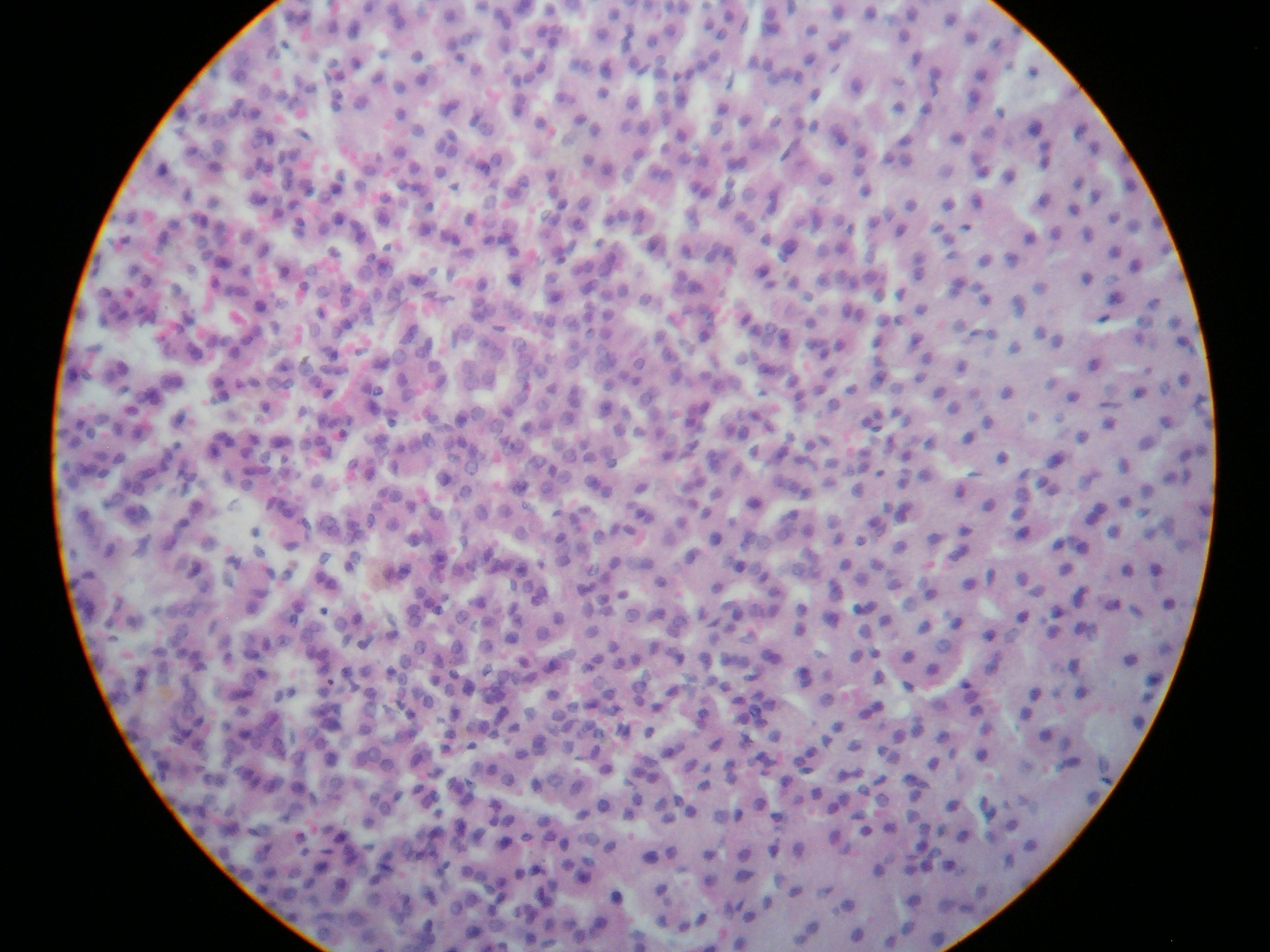 Microscopía óptica